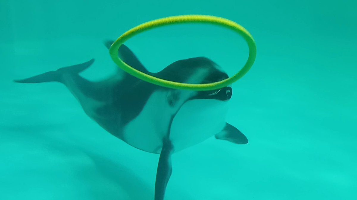 チョコちゃんに輪っかを見せてもらいました｡
#浅虫水族館