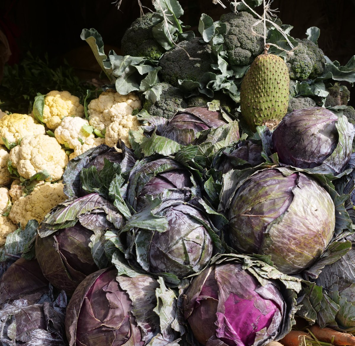 Green, purple, white — keep it fresh, eat it fresh, feel your best!

#coldhubs #VeggieVibes #FreshIsFun #EatTheRainbow"