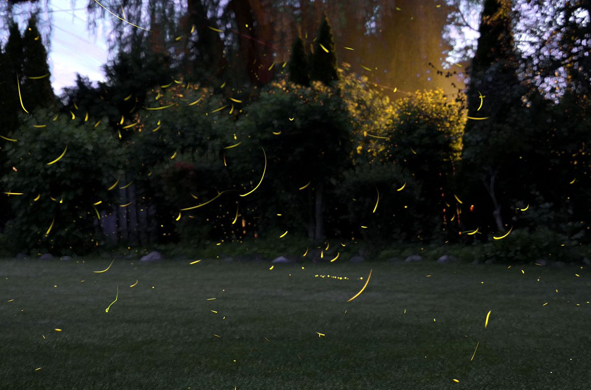 Maybe it's just me, but I'm seeing a lot of fireflies all of a sudden. These are composites of a few hundred photos over the span of about an hour. #fireflies #firefly #insects