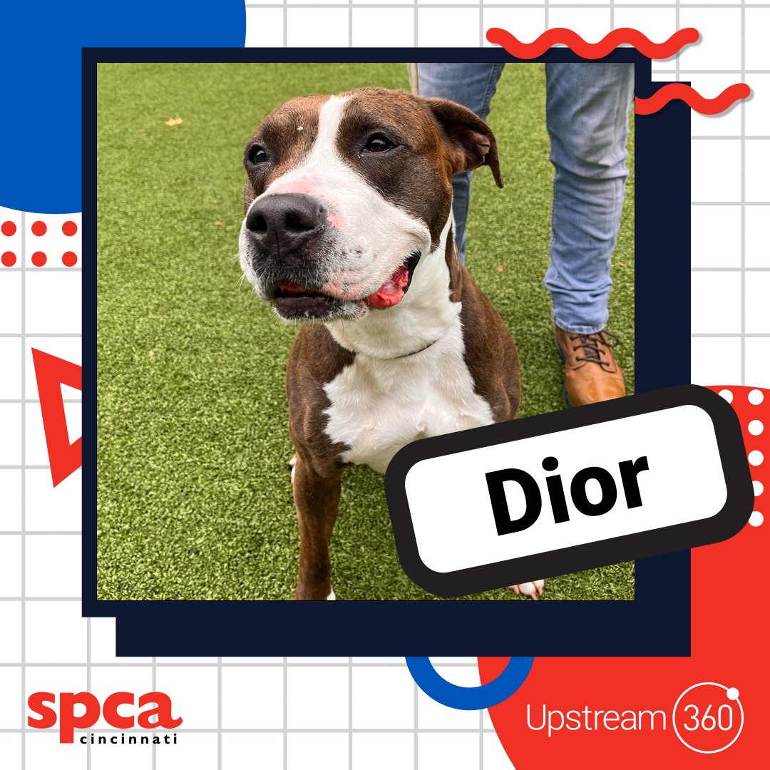 SPCACincinnati's tweet photo. From park strolls to reality TV marathons, Dior is the total package: sweet, chill, and always up for good vibes. Volunteers adore her leash skills and her heartwarming hellos. Looking for a laid-back bestie with star quality? Diorβs your girl.Β #AdoptDior #DogOfTheMonth https://t.co/PjsAOqbtFR