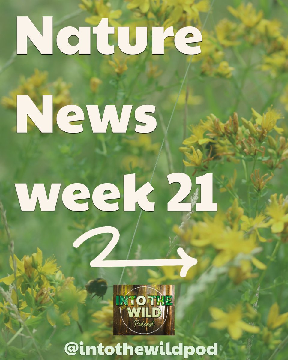 IntoTheWildPod's tweet image. 🎙Nature News - Week 21
Private detectives & tarantulas in the post....yep, genuinely 2 stories we covered this week!
Full episode: linktr.ee/intothewildpod