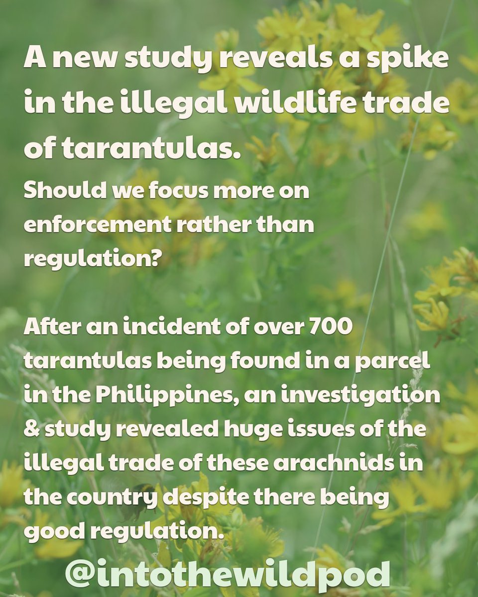 IntoTheWildPod's tweet image. 🎙Nature News - Week 21
Private detectives & tarantulas in the post....yep, genuinely 2 stories we covered this week!
Full episode: linktr.ee/intothewildpod
