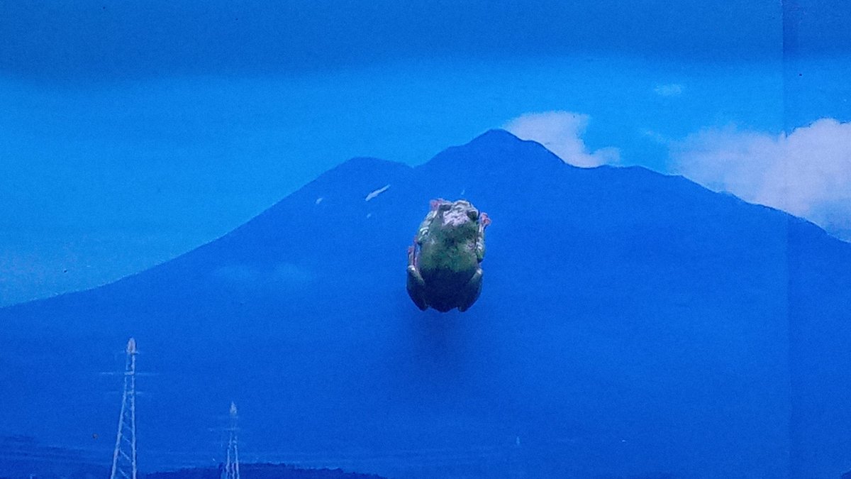 体色が綺麗なシュレーゲルアオガエル｡
岩木山に登っていました｡
#浅虫水族館