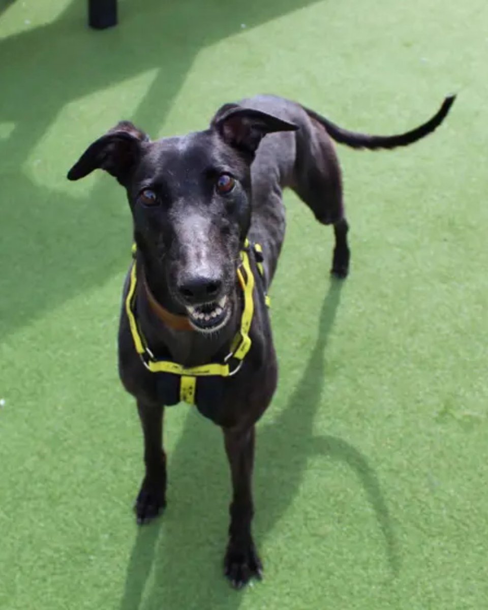 Nikita at <a href="/DT_Glasgow/">Dogs Trust Glasgow</a> is one of the unluckiest dogs in our care 😔 

This sweet 3-year-old girl has met 7 different potential families and each one has cancelled their reservation 💔 Some have said she's 'too big' or 'too bony', but we think she's absolutely wonderful.