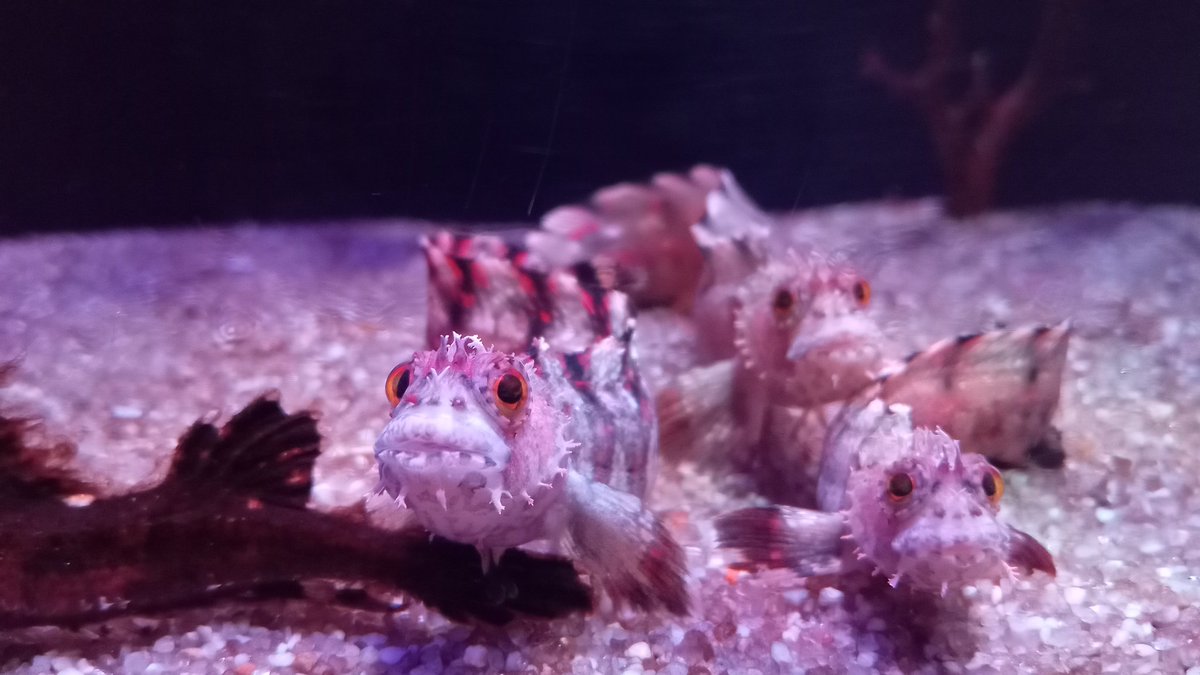 室内でも休憩を忘れずに取りたいです｡
また来ます!
#浅虫水族館