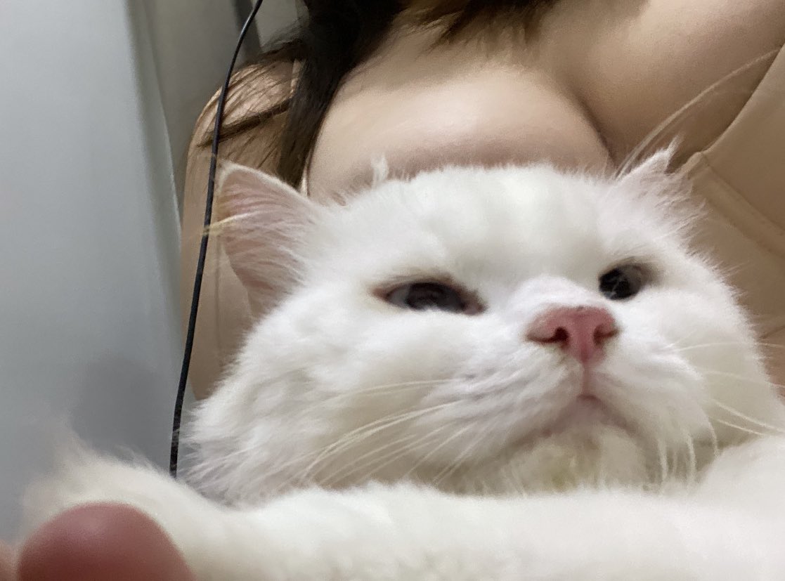 CelineeeNa's tweet photo. 🐱 https://t.co/Wo8g3GfxKW
