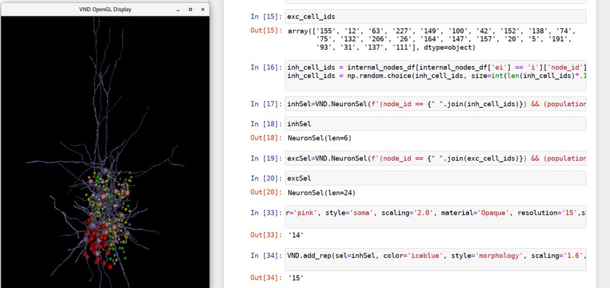 AntonSArkhipov's tweet image. Cool updates in our newsletter:
📺 3D neuronal visualization in VND linked to Python notebooks via zmq
🧠 Stabilized Supralinear Networks implemented in BMTK
📢 Upcoming presentations at CNS*2025 and JNS by @beaherrera and @shixnya
See more and subscribe:
t.e2ma.net/message/3njjhi…