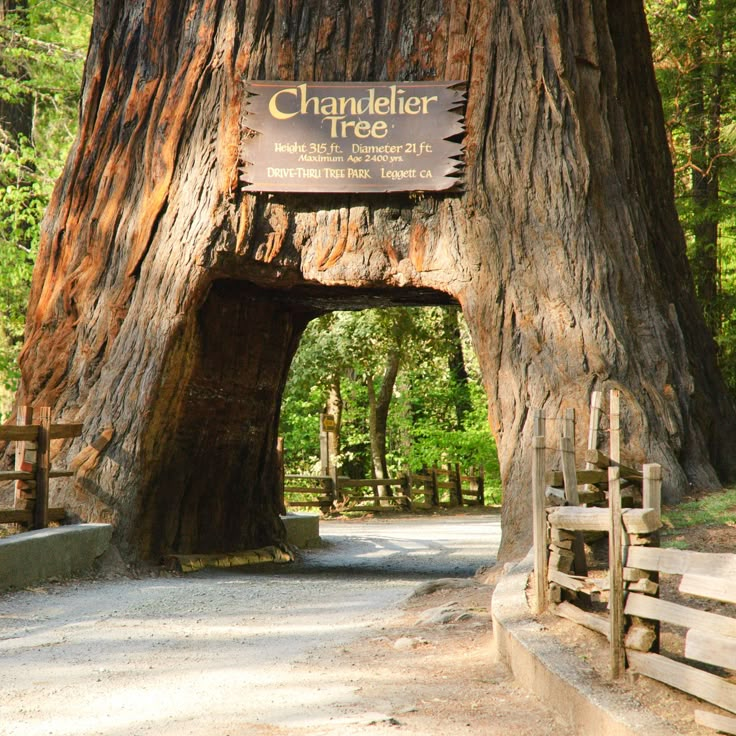 RoseLillie_na's tweet photo. The 2,400-year-old Chandelier Tree, located in Drive-Thru Tree Park in Leggett, California.
Vehicles can pass through.🚘🚘
😍
Nature's giant tunnel never gets old! 

🌳🌳🌳😊
#ChandelierTree https://t.co/axk93MqfxA