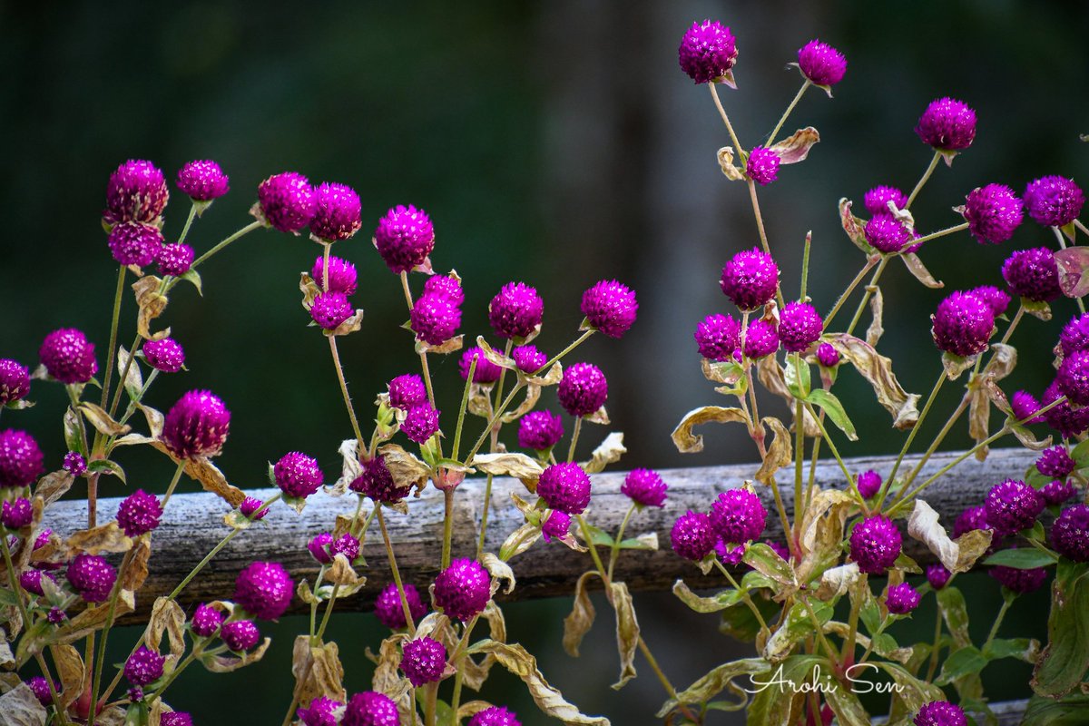 _arohi_sen's tweet photo. Beautiful northeast 💓
@Pindle_India @ThePhotoHour @NatGeoTravel @NikonIndia #nature #NaturePhotography #landscapephotography #landscape #flower #Peace #flowerphotography #mountain #photooftheday #sky #beautyofnature #keepmountainsclean #Photography #travelphotography #Travel https://t.co/0awdpB0Ku3