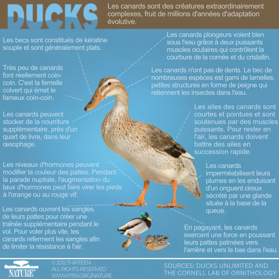 🦆 Les canards sont pleins de surprises — plumes imperméables, vision sous-marine et plus encore ! Découvrez quelques faits étonnants 
#CanardsDuCanada #FaitsDoiseaux