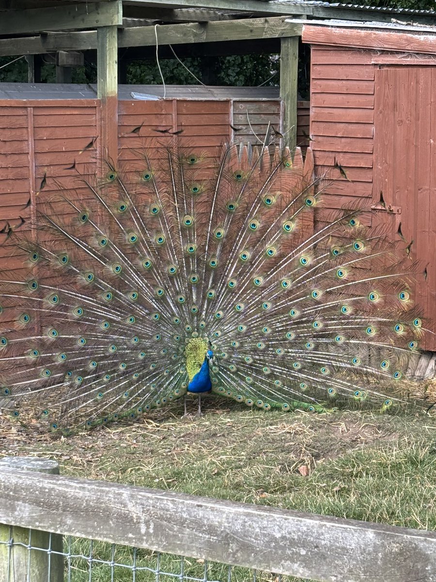 HolyFamilySchl's tweet photo. Summer Camp Day 3! What a glorious day for a trip to the wonderful Glenroe Farm, we watched a strutting peacock with  feathers on full show, had a picnic, held and fed some animals and had fun in the playground!  Thanks to https://t.co/N8C4jD1rHM for a great day! 🦚🐷🐐🐴🐑🐄 https://t.co/n15RmPWdVZ