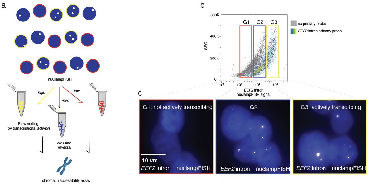 New from the Rouhanifard Lab!
What if we could sort single cells based on whether a specific gene was actively being transcribed—and then ask what drives that burst?
Introducing: NuclampFISH