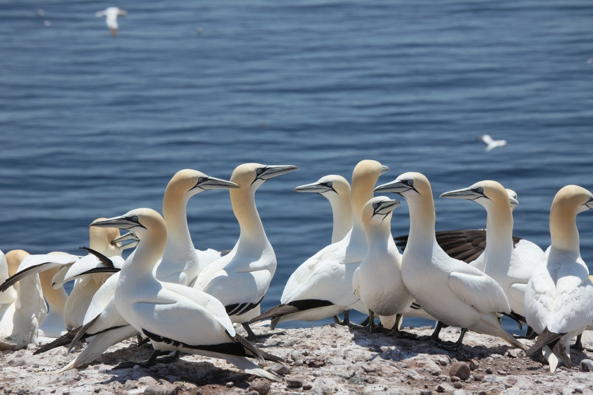 1/2 📝🦆 Pour suivre les populations d’#OiseauxMigrateurs, les scientifiques du Plan d’action #SaintLaurent réalisent un inventaire aérien de la colonie et surveillent le succès de reproduction au sol des espèces. Un travail colossal! Le feriez-vous?
