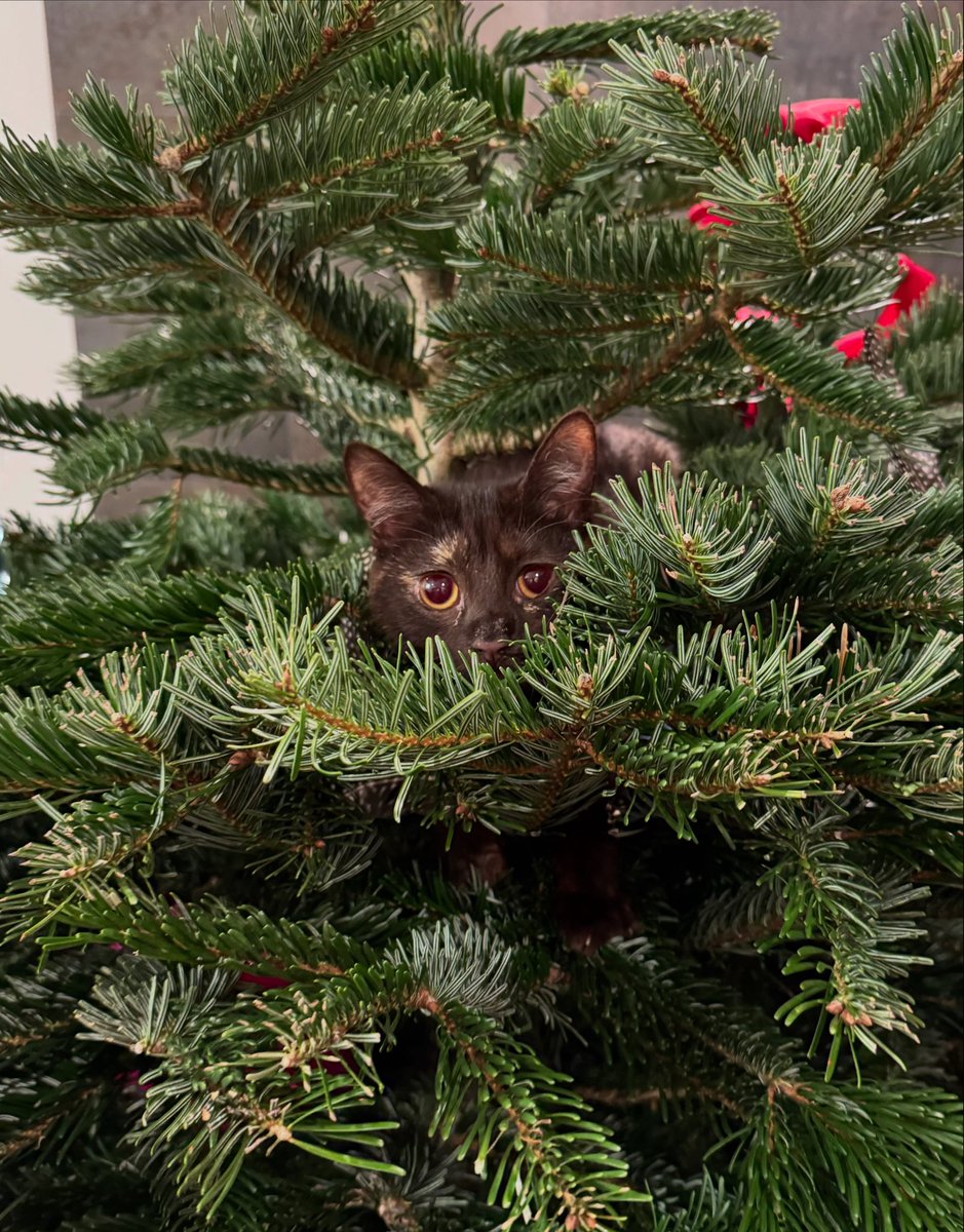 Submissions are open 24/7, eleven months a year. Jan-Nov.

Claudine spends December in a tree and cannot be disturbed! 🐈‍⬛🌲