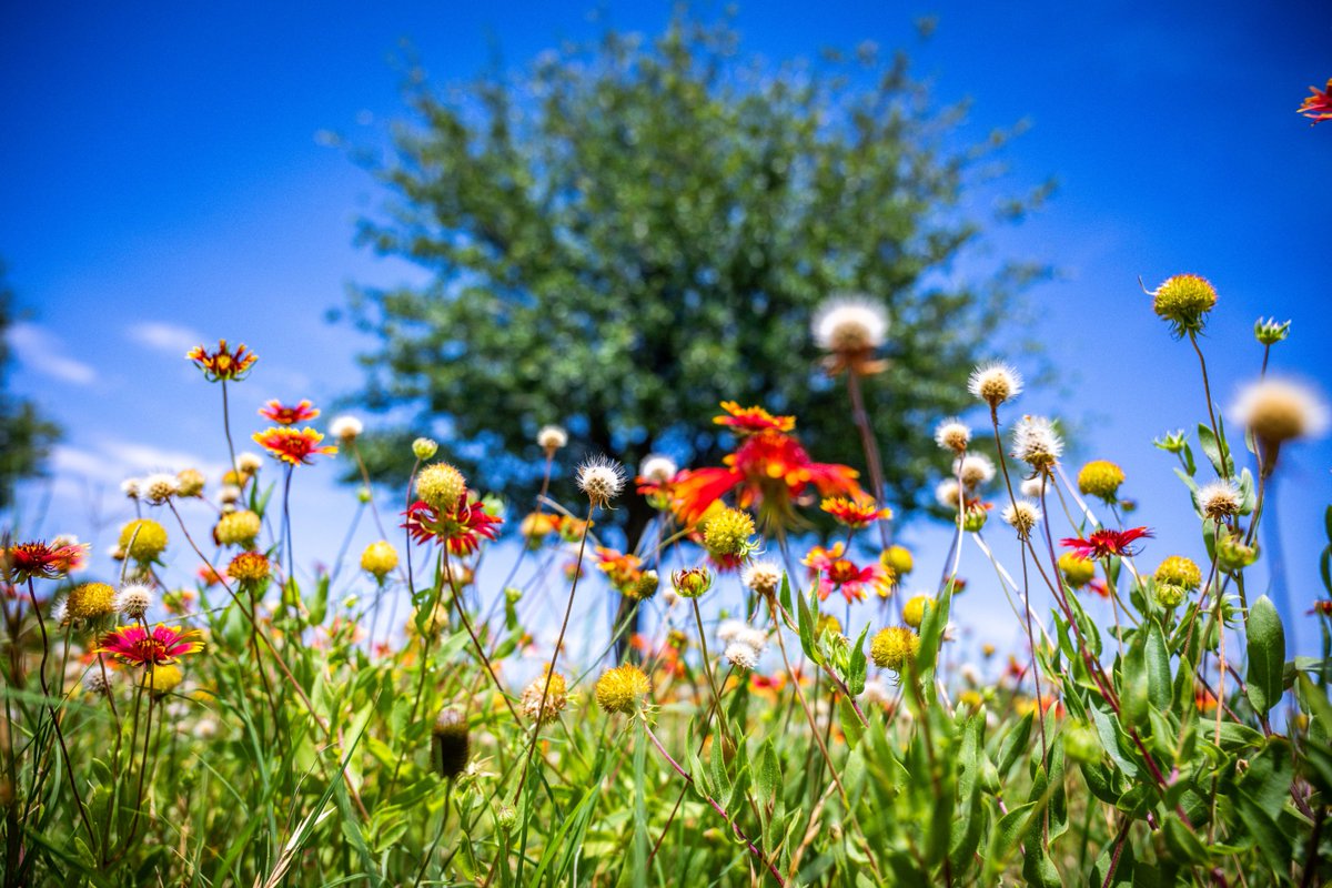 AngeloState's tweet image. Summer blooms and Ram views ☀️🤩

#AngeloState #OnlyAtAngelo
