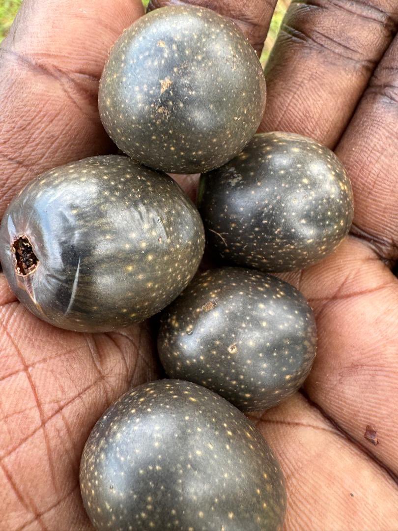 AdokGai's tweet image. Growing up, I often enjoyed Ayeil while watching over family goats in the village. We would sometimes bury the green fruits in the ground, and the next day they'd be perfectly ripe! However, squirrels and other animals loved them too, leading to some surprising discoveries
🌳✨…