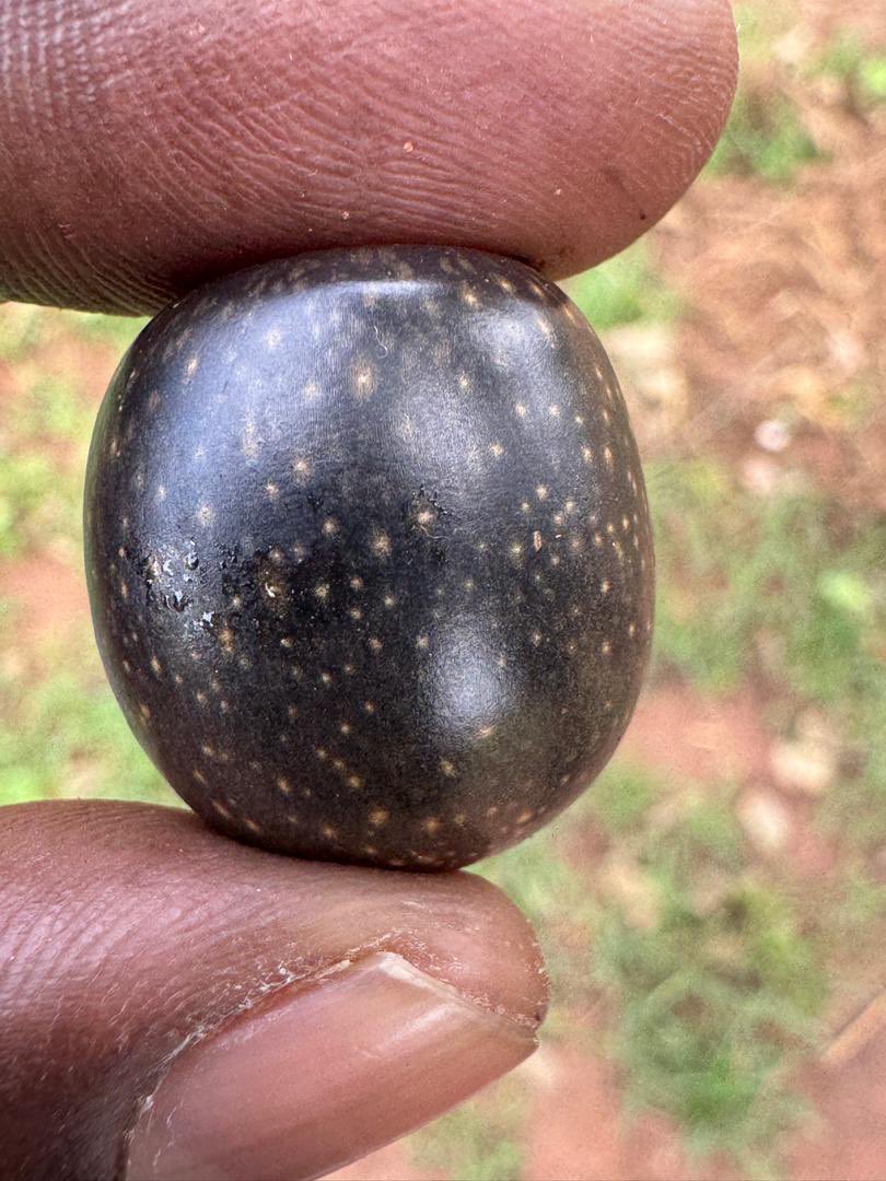 AdokGai's tweet image. Growing up, I often enjoyed Ayeil while watching over family goats in the village. We would sometimes bury the green fruits in the ground, and the next day they'd be perfectly ripe! However, squirrels and other animals loved them too, leading to some surprising discoveries
🌳✨…