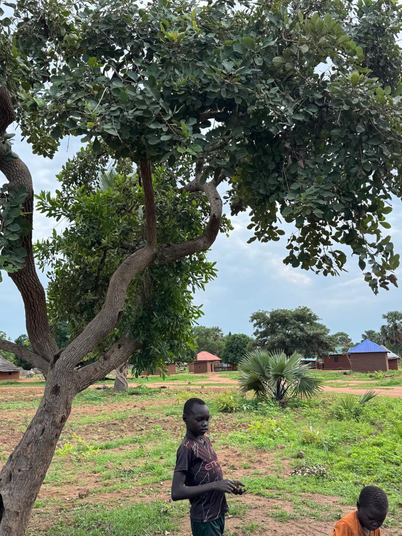 AdokGai's tweet image. Growing up, I often enjoyed Ayeil while watching over family goats in the village. We would sometimes bury the green fruits in the ground, and the next day they'd be perfectly ripe! However, squirrels and other animals loved them too, leading to some surprising discoveries
🌳✨…