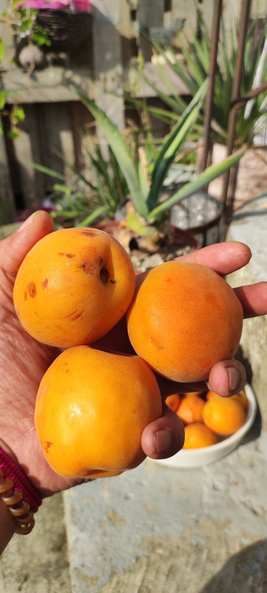 SlavaLim's tweet image. - Теннисные мячики?
- Нет... Лимско-Федотовские абрикосики.
- А сладкие?
- Нет... Чистый мед!

На Казантипе. Где-то в районе Лим-по-по. 🌊🍊🌴