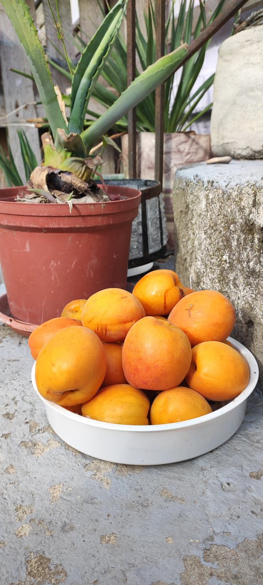 SlavaLim's tweet image. - Теннисные мячики?
- Нет... Лимско-Федотовские абрикосики.
- А сладкие?
- Нет... Чистый мед!

На Казантипе. Где-то в районе Лим-по-по. 🌊🍊🌴