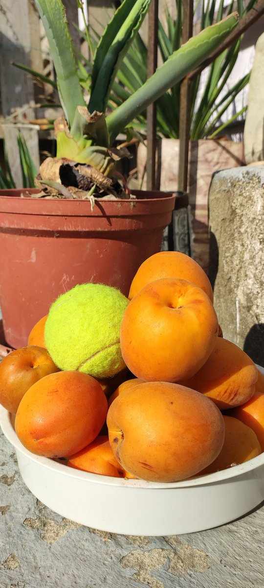 SlavaLim's tweet image. - Теннисные мячики?
- Нет... Лимско-Федотовские абрикосики.
- А сладкие?
- Нет... Чистый мед!

На Казантипе. Где-то в районе Лим-по-по. 🌊🍊🌴