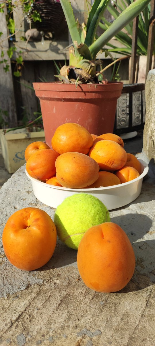 SlavaLim's tweet image. - Теннисные мячики?
- Нет... Лимско-Федотовские абрикосики.
- А сладкие?
- Нет... Чистый мед!

На Казантипе. Где-то в районе Лим-по-по. 🌊🍊🌴