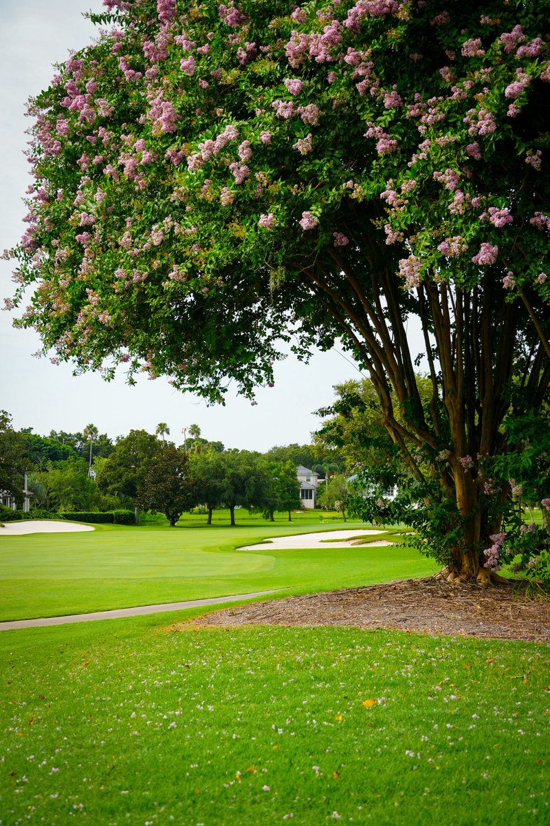 APBayHill's tweet image. July just hits different around here. ☀️
Here’s to the best month of summer at the best place to spend it.
#BayHill