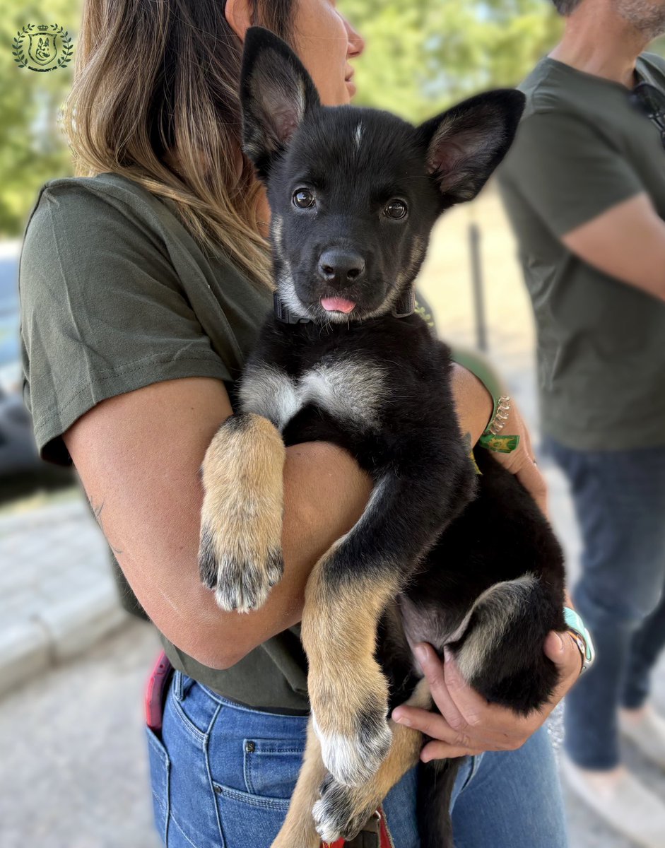 🔸𝐌𝐄𝐂𝐇𝐀 𝐄𝐍 𝐀𝐃𝐎𝐏𝐂𝐈𝐎́𝐍 🔸

𝐌𝐞𝐜𝐡𝐚, la benjamina de nuestra familia verde busca familia! Además de preciosa es simpática, juguetona, sociable y cariñosa, pero sobretodo, ¡una campeona! Nuestro mayor deseo es encontrar una familia comprometida que la cuide con amor