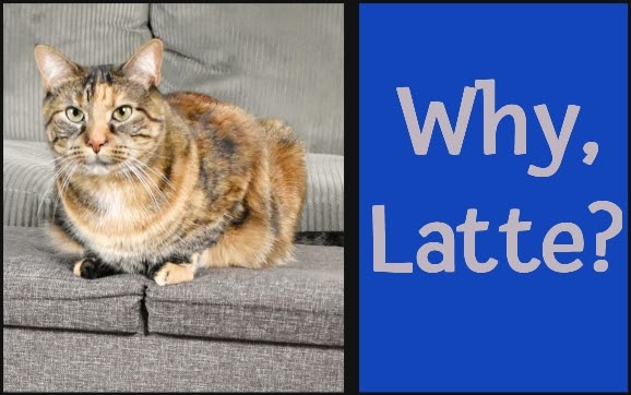 Today's re-run from April 2024: Why, Latte?

#catlife #boss #businesswoman #cat

mommakatandherbearcat.com/2024/04/why-la…