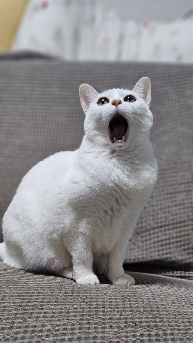 가정용 찹쌀떡 더피
늠름해요