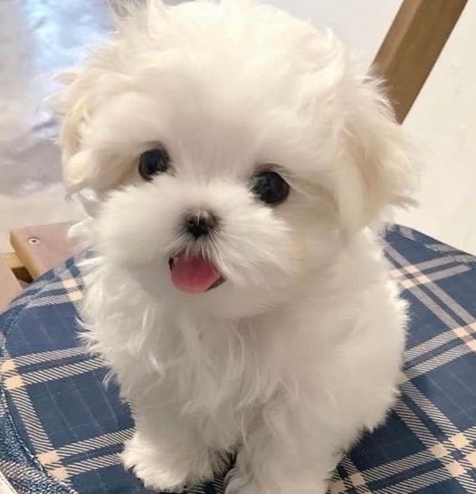 🐶
