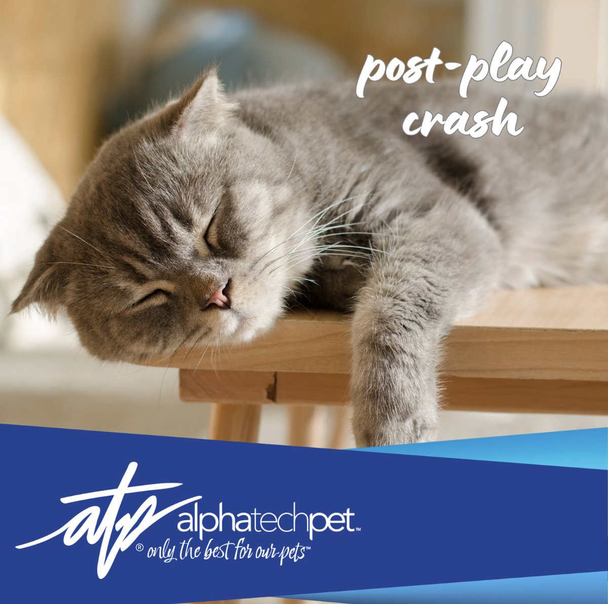 AlphaTechPetInc's tweet image. That post-park, post-splash, post-sunshine crash? Make sure they land in a clean, safe spot. Alpha Tech Pet helps you turn mess into comfort — every time. #RestTime #PetLife #PlayHardRestEasy #CleanComfort #SummerReady