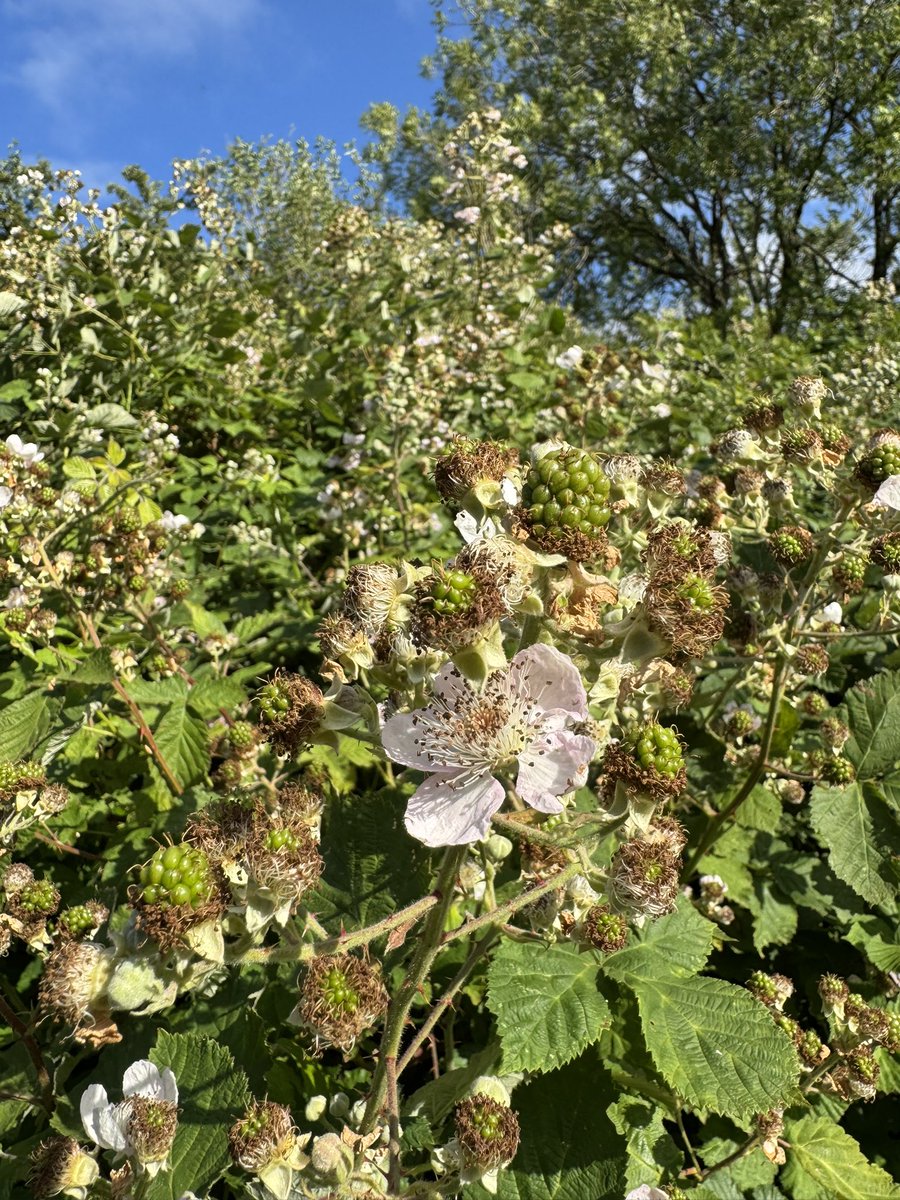 A blackberry is born!
