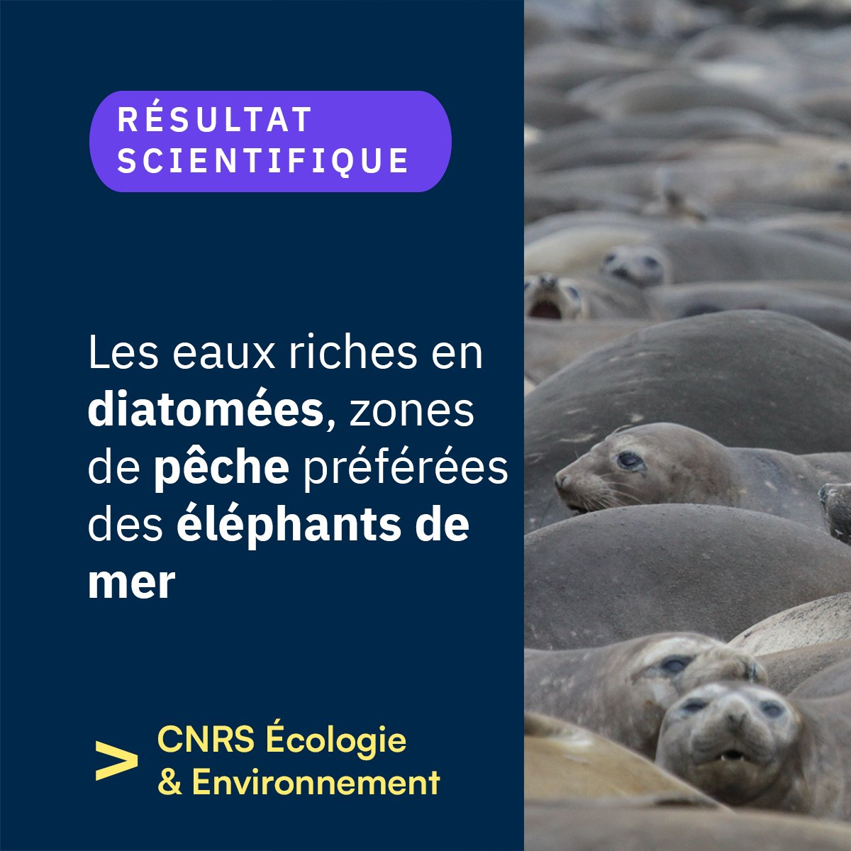 #RésultatScientifique 🔎 

🌊Une étude parue dans Communications Biology révèle que la composition du phytoplancton, notamment la présence de diatomées, influence le comportement de chasse des éléphants de mer dans l’océan Austral.

➡️inee.cnrs.fr/fr/cnrsinfo/le…
