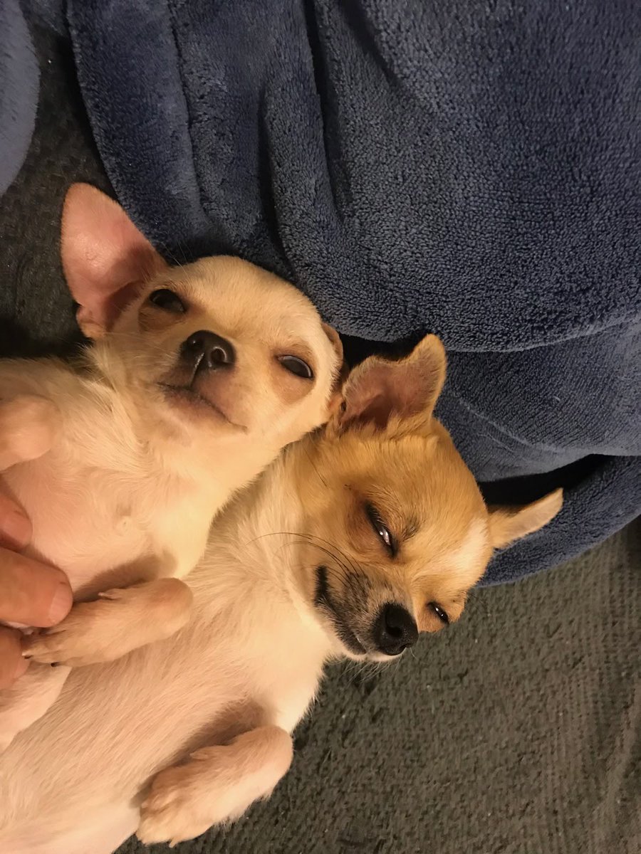 twaniimals's tweet photo. https://t.co/YuzVYme8II