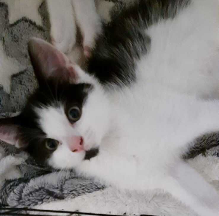 MNashCatRescue's tweet image. Bonded brothers Milo and Leo are playful, full of mischief & affectionate. Milo has a very loud purr! Leo follows his brother’s lead. They love being around people & would be a great addition to any family! How can you resist? #WhiskersWednesday #AdoptDontShop #Buckinghamshire