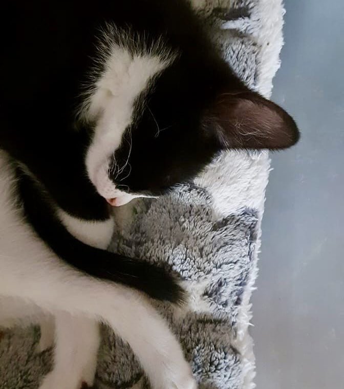 MNashCatRescue's tweet image. Bonded brothers Milo and Leo are playful, full of mischief & affectionate. Milo has a very loud purr! Leo follows his brother’s lead. They love being around people & would be a great addition to any family! How can you resist? #WhiskersWednesday #AdoptDontShop #Buckinghamshire
