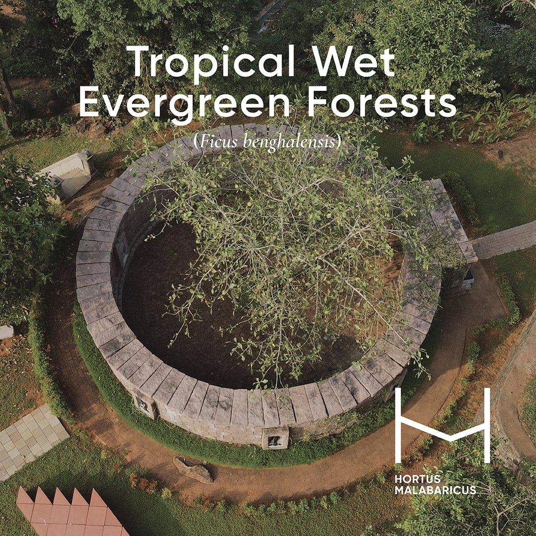 gardenofmalabar's tweet photo. #tropicalwetevergreenforests are found in the lower &amp; middle elevations of Kerala and are characterized by high humidity, annual rainfall exceeding 200 cm, and consistently warm conditions.

This #VanMahotsav, reconnect with nature at #HortusMalabaricus

https://t.co/FsAIueQ8Cy https://t.co/lB8Yi8G5pQ