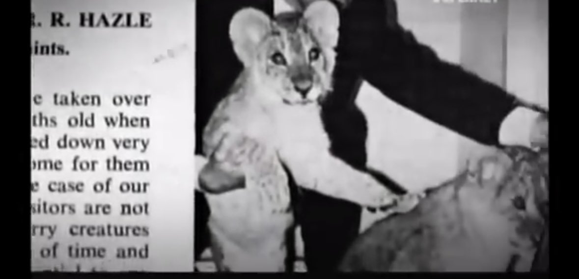 Alexalvz12's tweet photo. 1969.
Una tienda de lujo en Londres vendía animales exóticos como si fueran bolsos.

Entre ellos, un cachorro de león encerrado en una jaula minúscula.
John y Anthony lo vieron.

Y decidieron cambiar su destino. https://t.co/XxdY4tMhoG