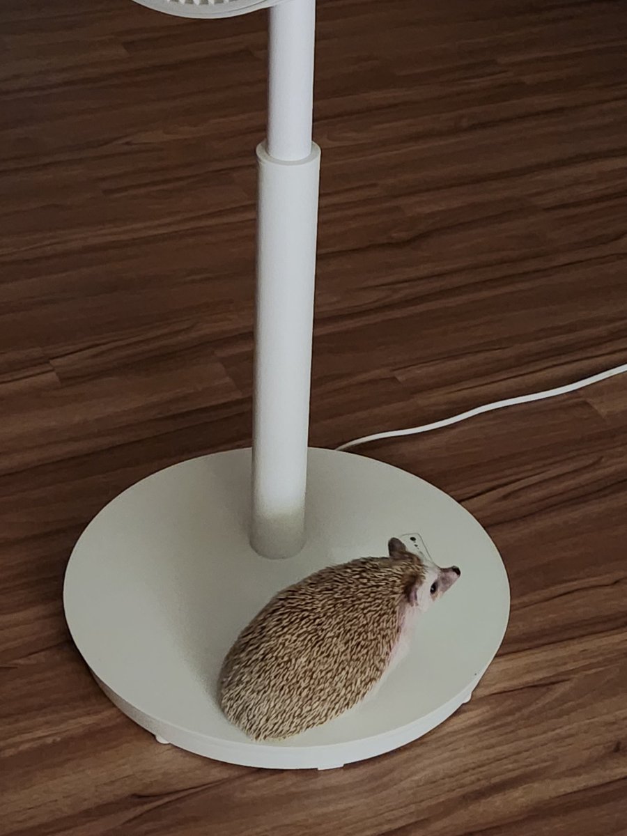 cabhedgehog's tweet photo. 고슴도치의 집안 탐방
선풍기 모드도 바꿔줌... https://t.co/lhMucML5PI