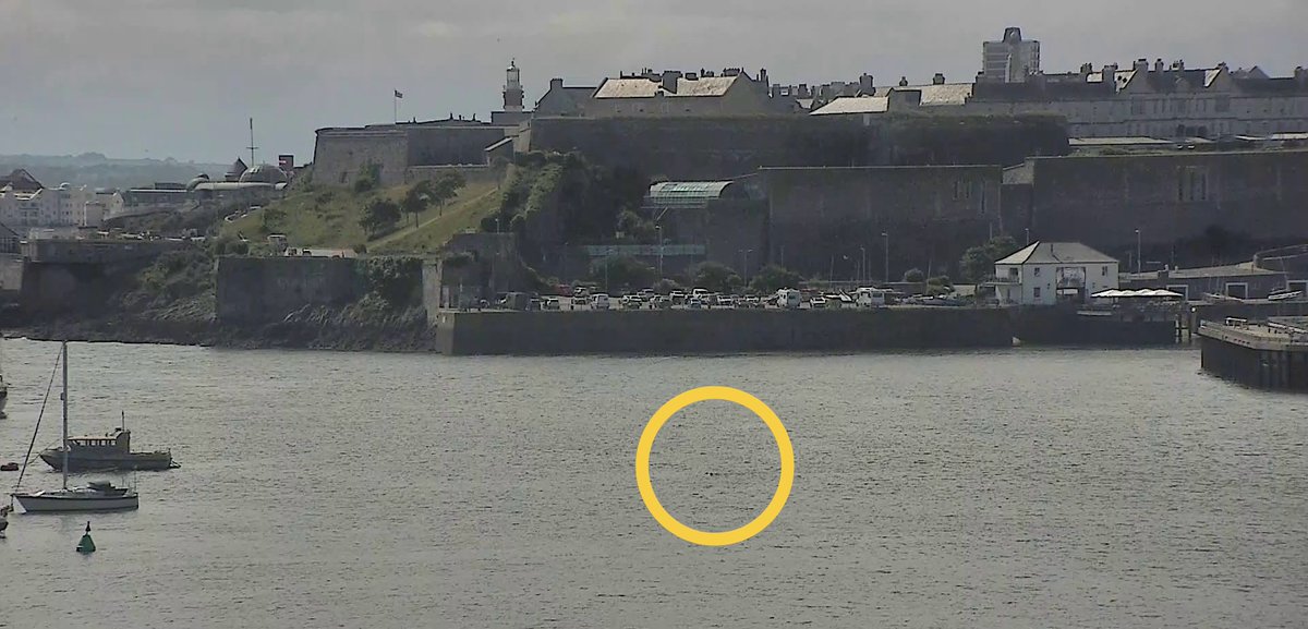 PlymCatte's tweet image. Each year we receive multiple incident reports from ship’s Masters and Pilots involving swimmers impeding the navigation of large commercial ships within the Cattewater. Unless express permission granted by the HM swimming in the Cattewater is prohibited plymouthport.org.uk/swimming-in-th…