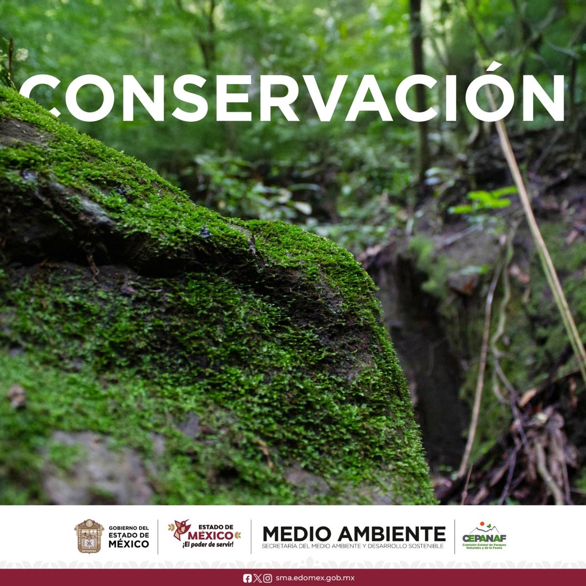 🌳 En CEPANAF trabajamos por el cuidado, conservación y aprovechamiento responsable de los parques del Estado de México. ¡Descúbrelos con nosotros!
#CEPANAF #NaturalezaEdoméx