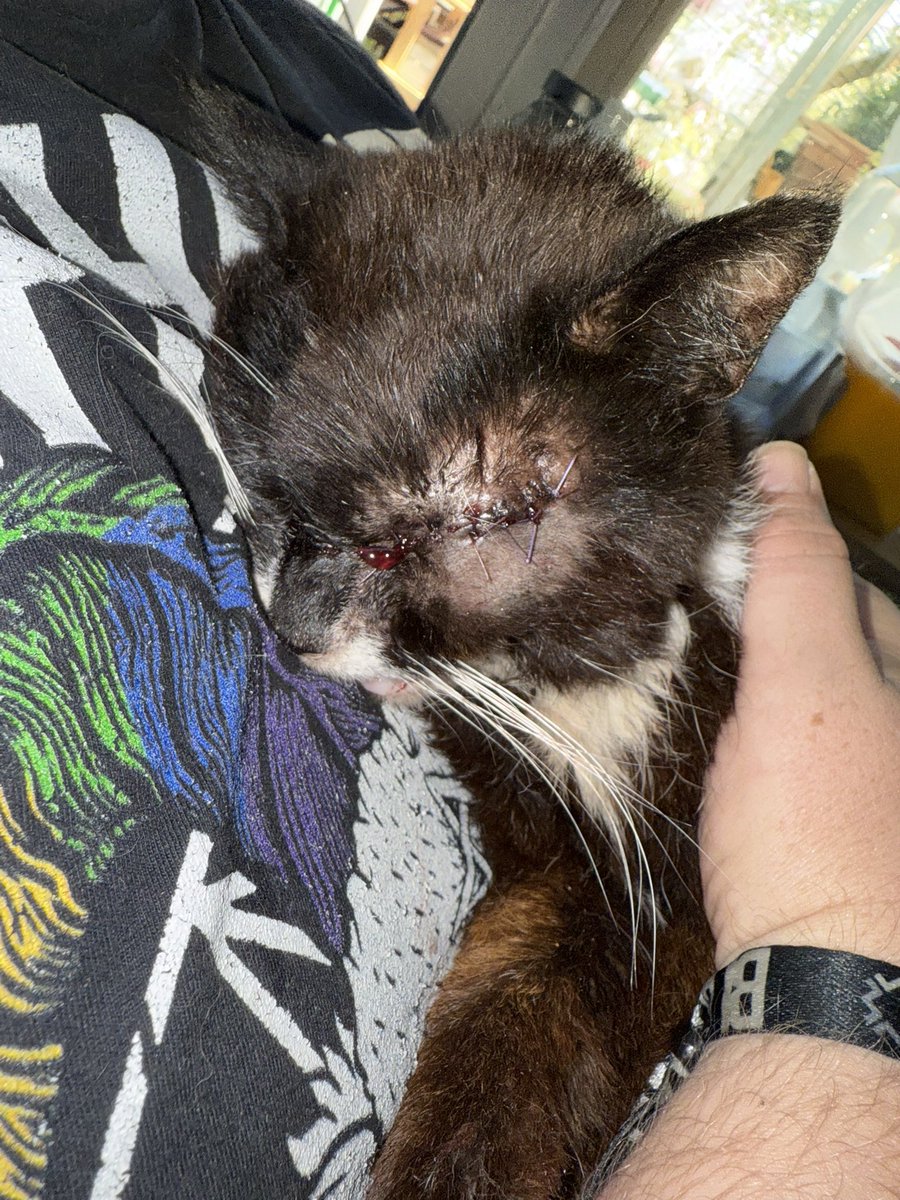 Wieder da, keine 2,5 Kilo schwer und gezeichnet vom Leben. Er hat keinen einzigen Zahn mehr im Mund, der Allgemeinzustand ist nicht gut.

Wir haben ihn Hermann genannt.

Hermann trug keinen Chip, keine Suchmeldungen passen auf ihn.

Die OP war wirklich auf den letzten Drücker,