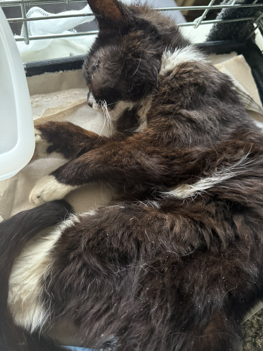 TinkerBell_just's tweet photo. Wieder da, keine 2,5 Kilo schwer und gezeichnet vom Leben. Er hat keinen einzigen Zahn mehr im Mund, der Allgemeinzustand ist nicht gut.
Wir haben ihn Hermann genannt.
Hermann trug keinen Chip, keine Suchmeldungen passen auf ihn.
Die OP war wirklich auf den letzten Drücker, https://t.co/UcW8yo2ysK