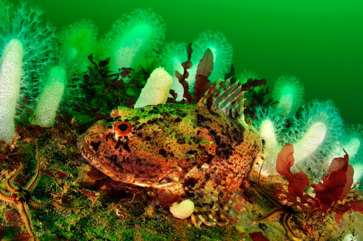 Oceana welcomes Denmark’s 🇩🇰 new bottom trawl closures in its marine waters and #MPAs, a strong step to protect ocean life🪸!

With 19% of its waters trawl-free, Denmark sets an example for the EU to build political consensus to tackle #BottomTrawling  beyond protected areas.