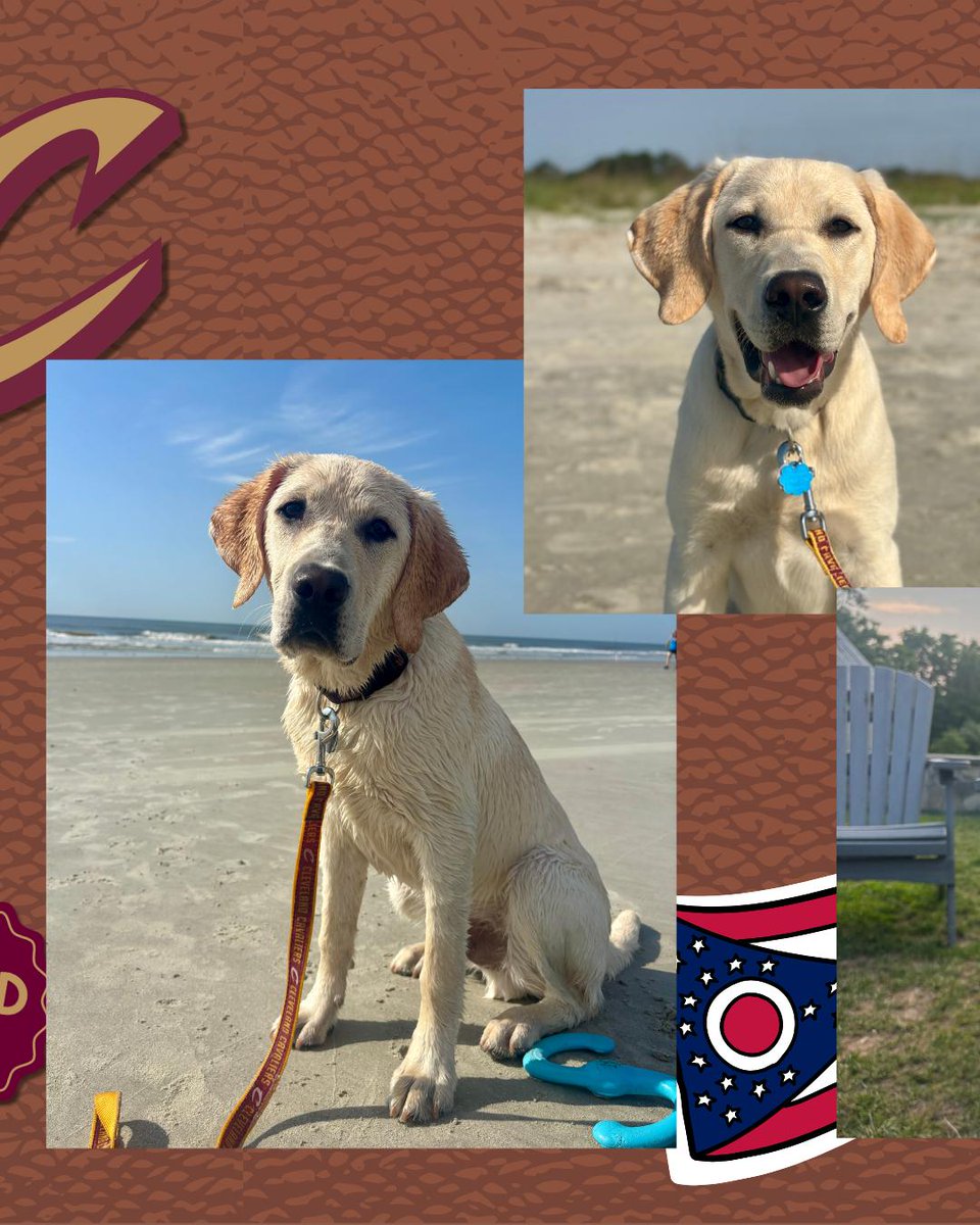 CavsCare's tweet image. Reggie is keeping busy this offseason! From scenic strolls to beach romps, this Puppy with a Purpose™️ is learning, exploring, and wagging his way through every new experience.