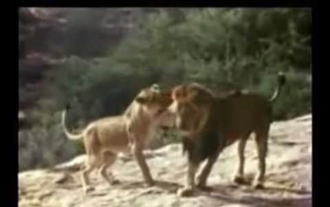 Alexalvz12's tweet photo. ¿Qué fue de Christian?
Nunca se le volvió a ver.

Pero se cree que vivió en el norte de Kenia.
227 kilos.
Majestuoso.

El león más grande del país.
Y, quizás, el más querido del mundo. https://t.co/xxsnZgozvw