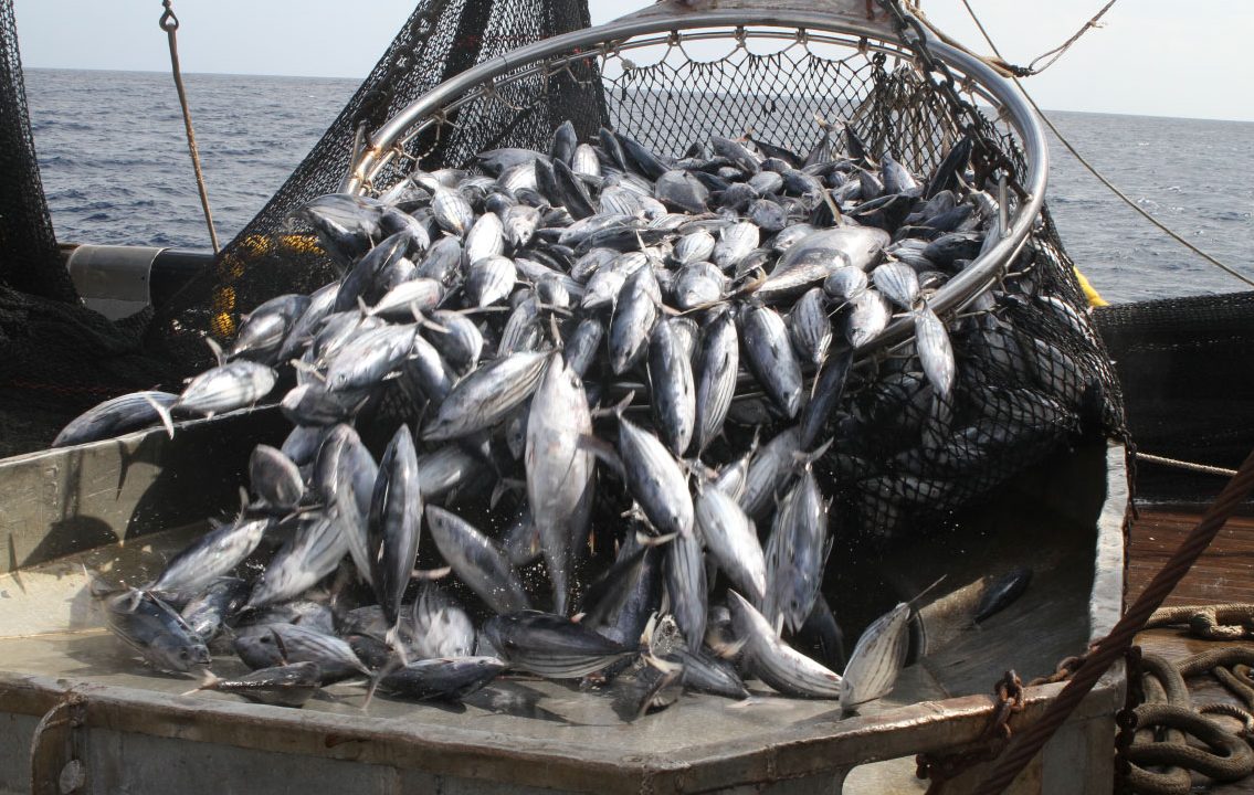 Skipjack trading in Bangkok remained low and with the FAD ban just started, no recovery is expected until August 15 when the ban ends. The price tied in deals stayed at...zurl.co/BrjPI #Bangkok #skipjack #tuna