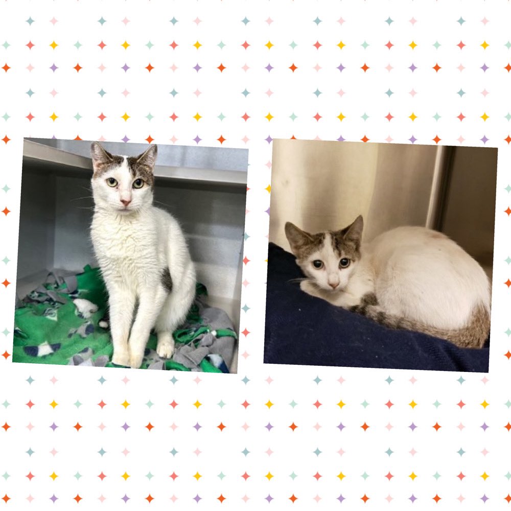 Kimberlykokourt's tweet photo. MUCHI NEEDS A PLACEMENT BY THURSDAY JULY 3, 2025 BY 12PM: Hello, my name is Muchi. #muchi: My animal id is #ID42662. I am a desexed female white/ brown #tabby #cat at the #ManhattanACC. The shelter thinks I am about 6 years 11 months 2 weeks old. #CatsOfX #NYCACC #Donate #Adopt https://t.co/WI2jTkjHLW