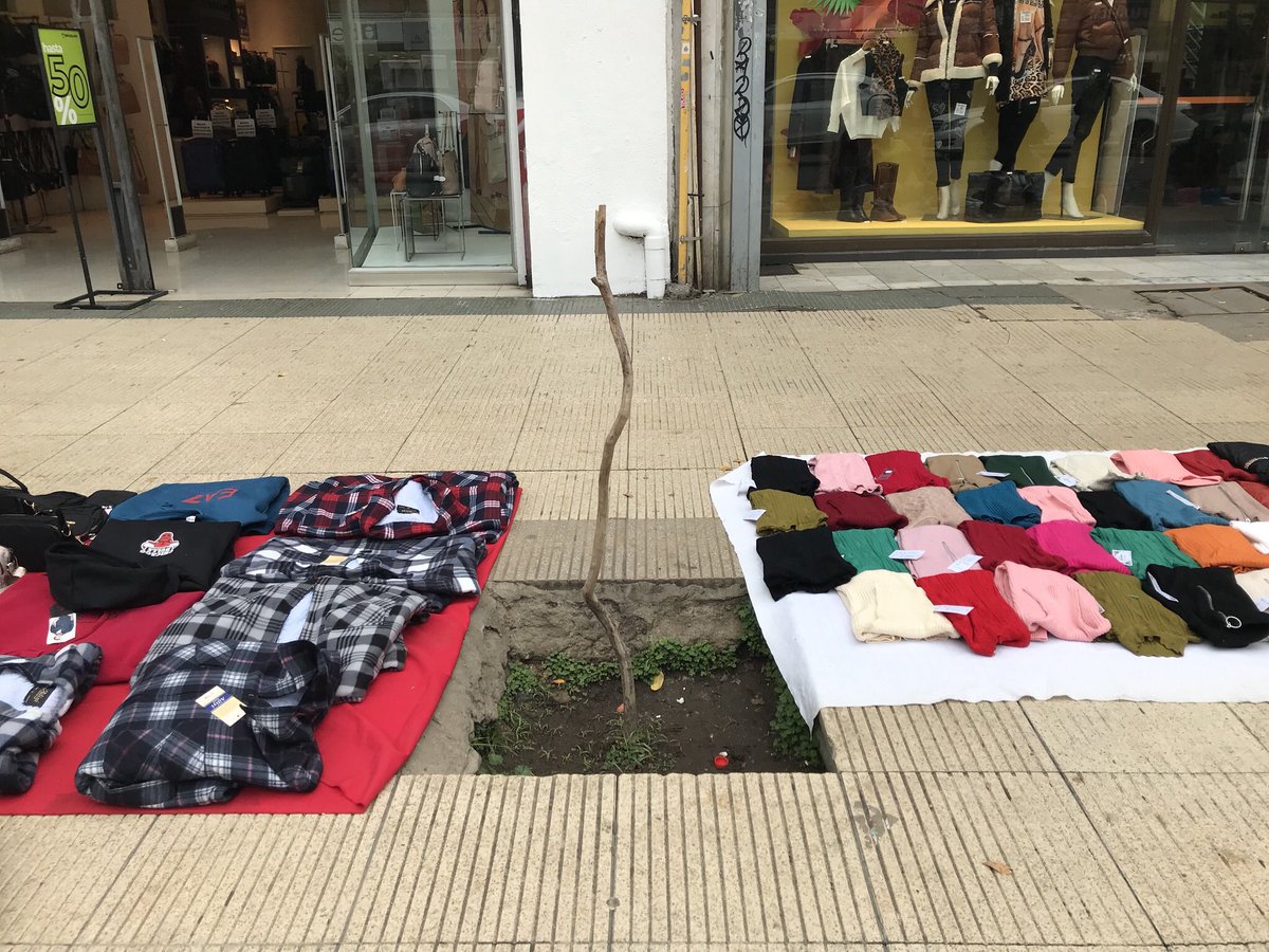 La calle Valparaíso en Viña tenía unos preciosos Olmos.
Esto pasa cuando intentan cambiar árboles consolidados por nuevos.